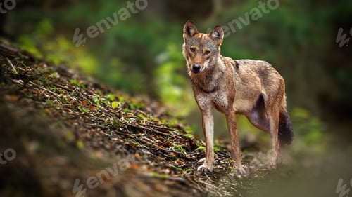 Preview: Alert wolf facing camera in summer forest from front view with copy space