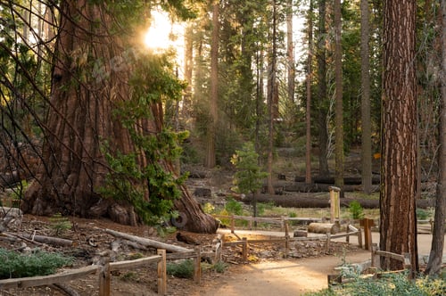 Preview: Scenic sunrise scene of a peaceful forest landscape of sequoias at Mariposa Grove, Yosemite Park