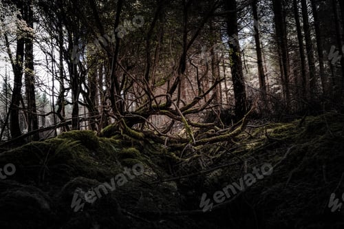 Preview: darkness, forest, horror, spooky