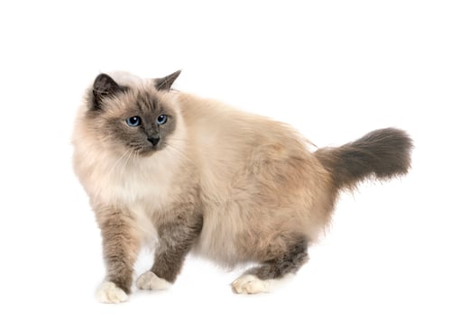Preview: birman cat in studio