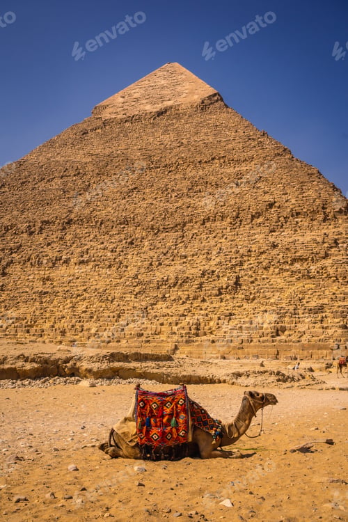 Preview: A beautiful camel sitting on the pyramid of Khafre. The pyramids of Giza