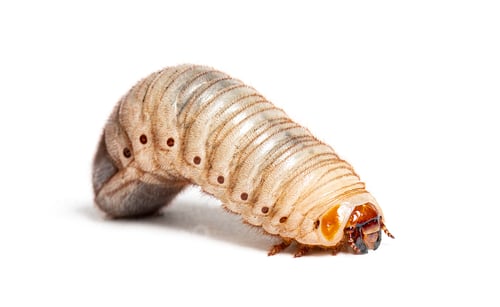 Preview: Close-up of eudicella gralli larva on white
