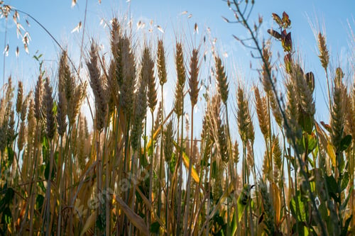 Preview: Golden wheat field with a butterfly