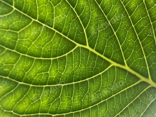 Preview: Close up of a green leaf
