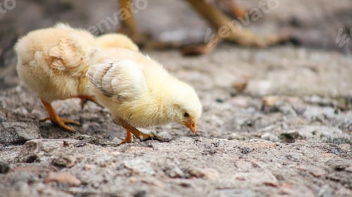 Preview: The yellow chicken bent its head down and pecks at a piece of bread from the Earth.