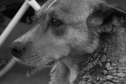Preview: Grayscale shot of a mongrel