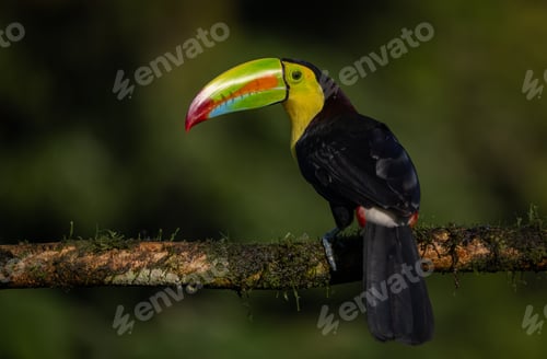 Preview: Keel-billed Toucan in Costa Rica