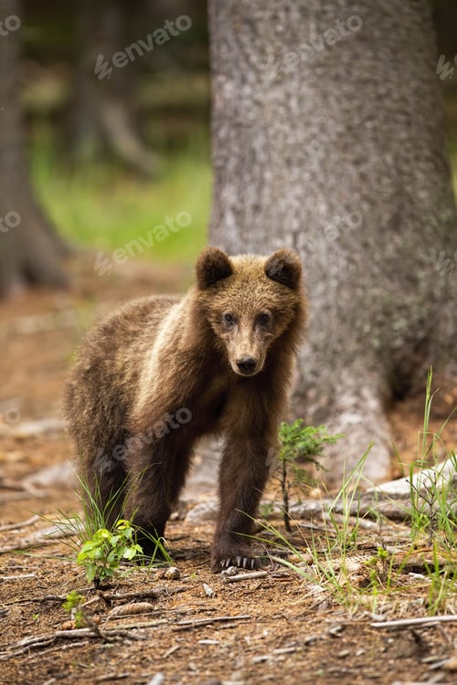 Preview: Young brown bear standing in forest in summer nature