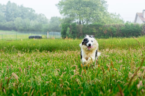 Preview: border collie blue merle dog