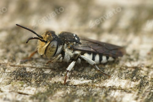 Preview: Closeup of a male Sharp-tailed or Sharp-bellied cuckoo bee, Coelioxys, sitting on wood