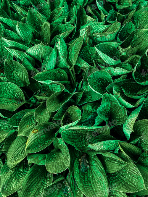 Preview: Green plant leaves background, top view. Nature