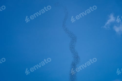 Preview: Flock of bats forming a vertical pattern in blue sky near the Bat Exodus in Mulu National Park