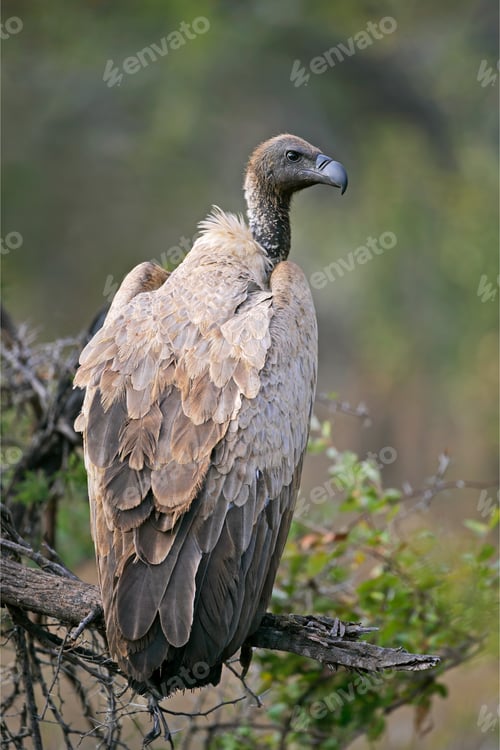Preview: White-backed vulture perched on a tree