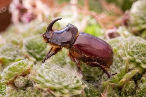Preview: Rhinoceros Beetle - Arthropoda