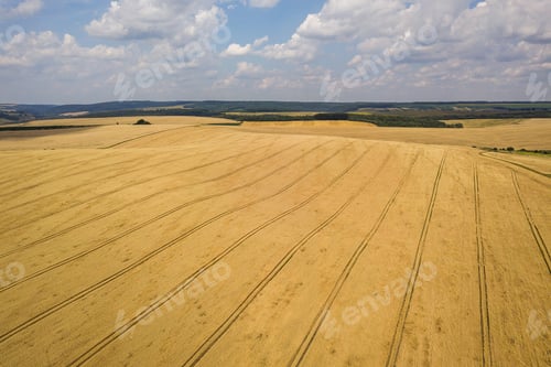 Preview: Aerial view of yellow agriculture wheat field ready to be harvested in late summer.