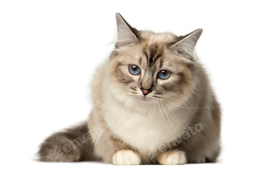 Preview: Birman lying and looking away