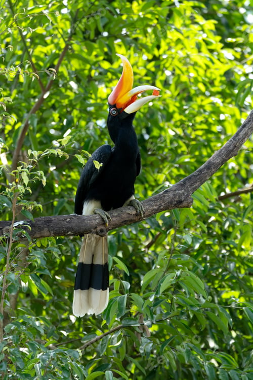 Preview: The rhinoceros hornbill (Buceros rhinoceros) is a large species of forest hornbill (Bucerotidae).