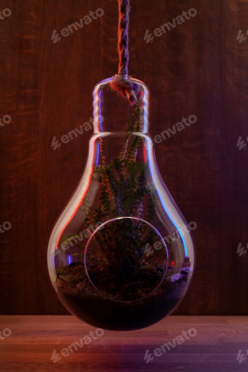 Preview: Elegant boston fern plant growing in Glass Hanging Planter on dark wooden background