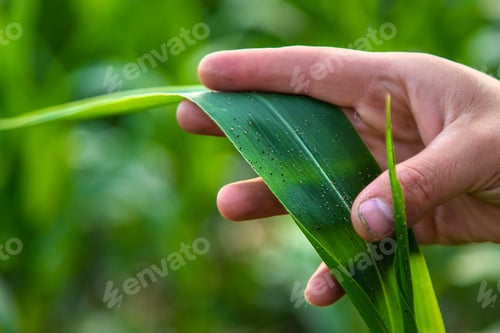 Preview: Field corn aphids leaves parasites pests. Selective focus.