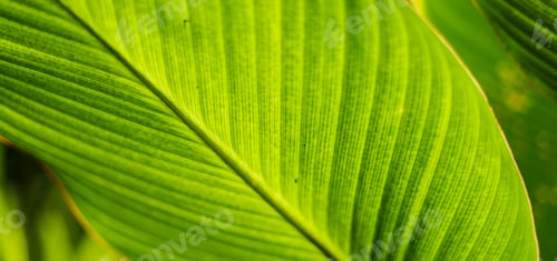 Preview: Macro Shot Of Green Leaf