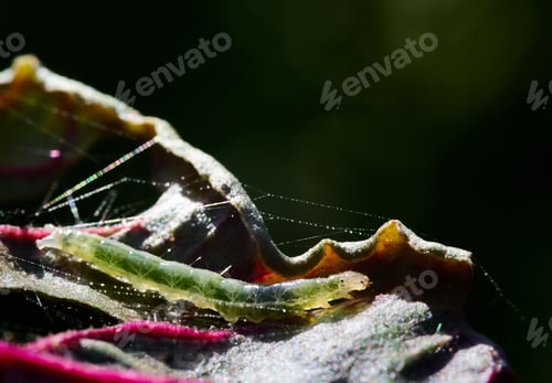 Preview: Close-up a caterpillar on the vegetable leaf