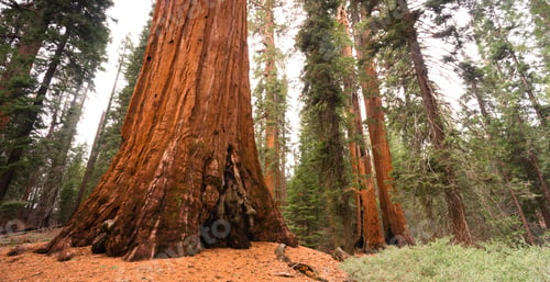 Preview: Giant Ancient Seqouia Tree Kings Canyon National Park