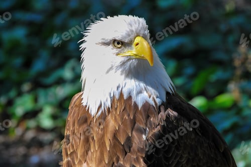 Preview: Closeup shot of a bald American eagle during daytime