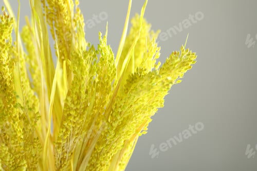 Preview: Beautiful dried flowers, close up and space for text