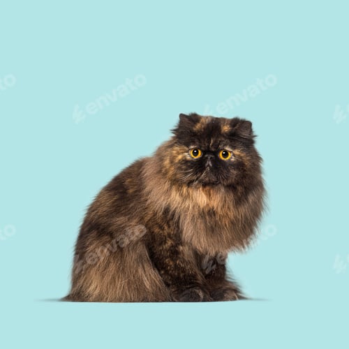 Preview: Adorable tortoiseshell persian cat sitting and staring, isolated on a light blue background
