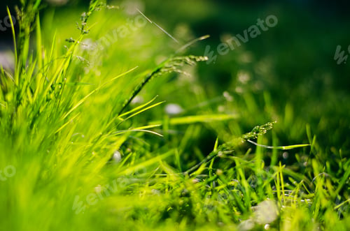 Preview: Green grass. Greenery