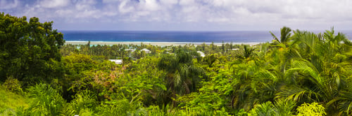 Preview: Tropical palm tree jungle with blue Pacific Ocean behind, at Rarotonga, Cook Islands, South Pacific