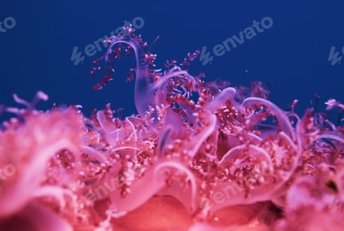 Preview: Closeup shot of pink corals in the sea