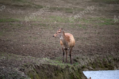 Preview: European red deer in the nature habitat. Cervus elaphus.