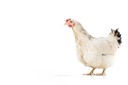 Preview: full length view of beautiful white hen isolated on white