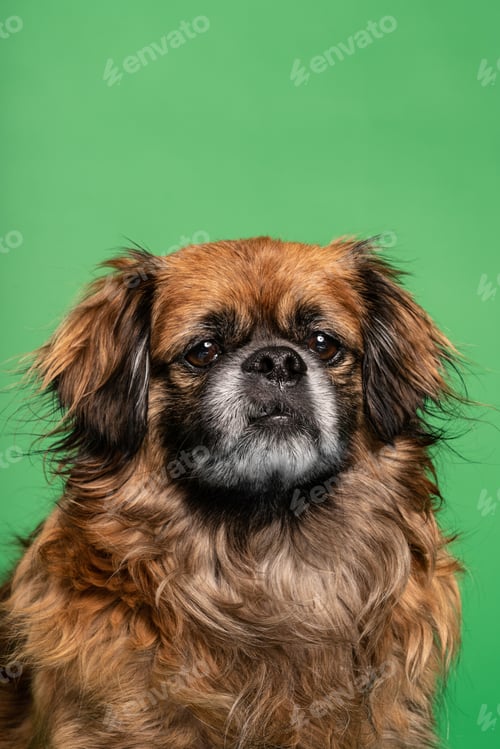 Preview: Little dog sitting in studio