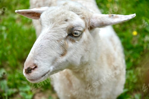 Preview: White sheep