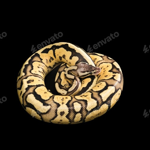 Preview: Female Ball Python. Firefly Morph or Mutation