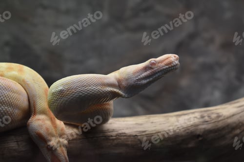 Preview: Close-up of a python snake resting on a tree branch
