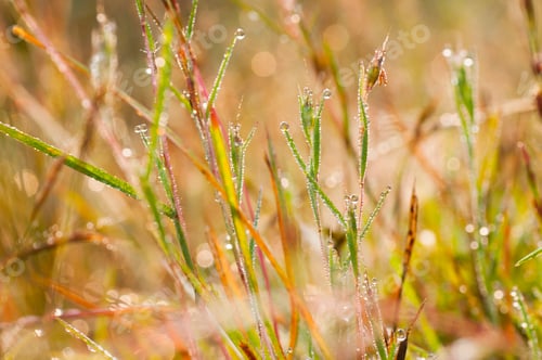 Preview: Fresh green grass with dew drops closeup. Nature Background