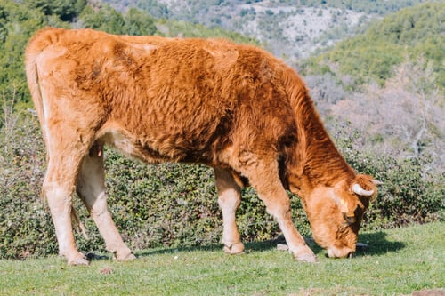 Preview: Asturian breed cow grazing in the bush.