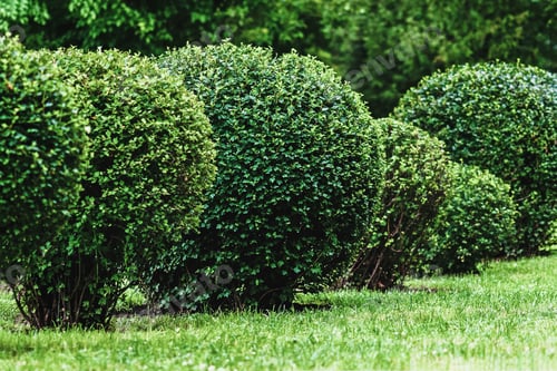 Preview: ball shaped shrubs in city park, topiary art