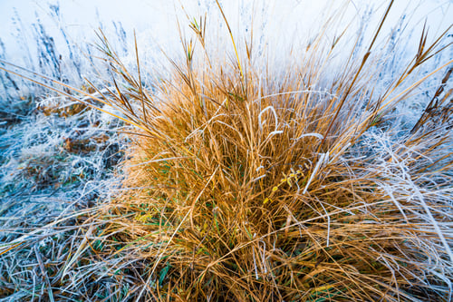 Preview: Frozen grass against the backdrop of a beautiful sky and fluffy fog