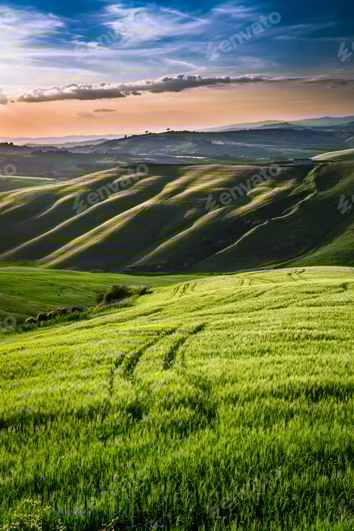 Preview: Beautiful view of green fields and meadows at sunset in Tuscany