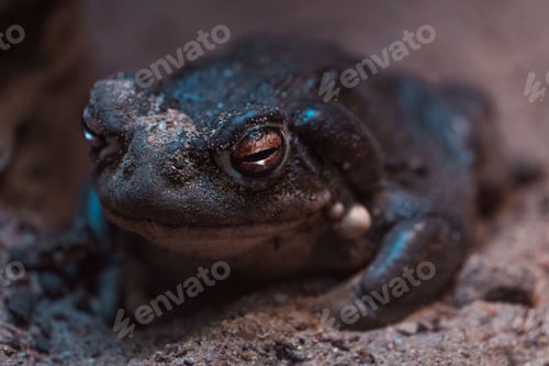Preview: Closeup shot of a true toad on sand