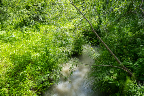 Preview: Lush green forest stream flowing under dense foliage on a sunny day.