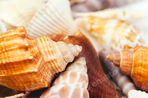Preview: Sea shells. nature background