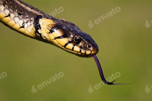 Preview: Dangerous looking grass snake flicking tongue on green blurred background