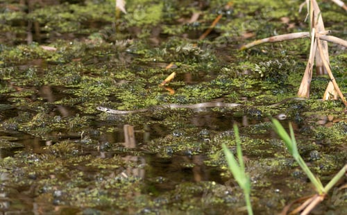 Preview: Grass snake, Natrix natrix. A snake floats on the surface of the river among the algae