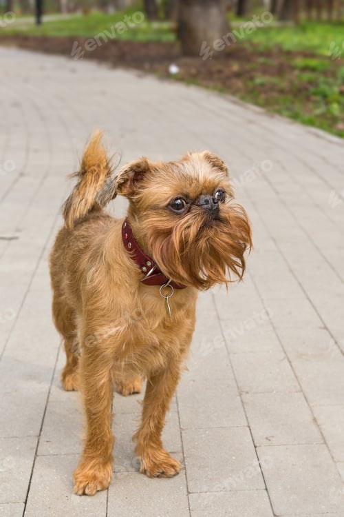 Preview: Dog of the Brussels Griffon