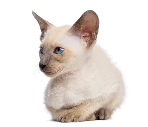 Preview: Oriental Shorthair kitten, 9 weeks old, lying and looking away against white background